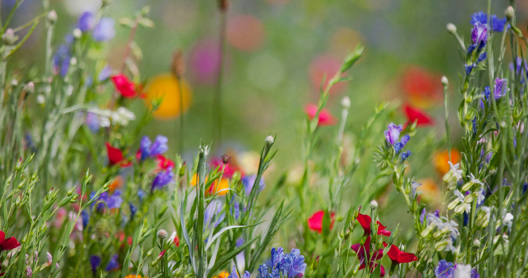 Evento discute a sustentabilidade na gestão do Solo e da Água
